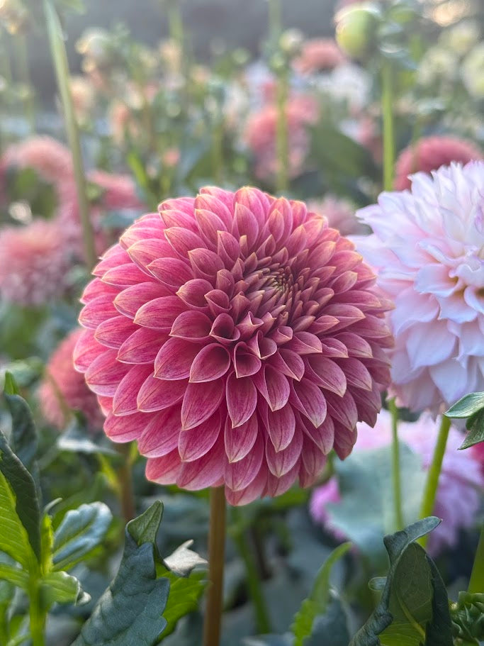 KA's® Rosie Jo - LIMIT ONE