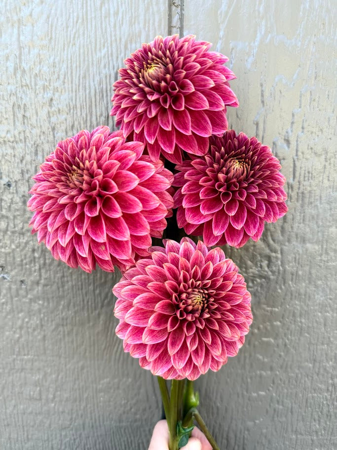 KA's® Rosie Jo - LIMIT ONE