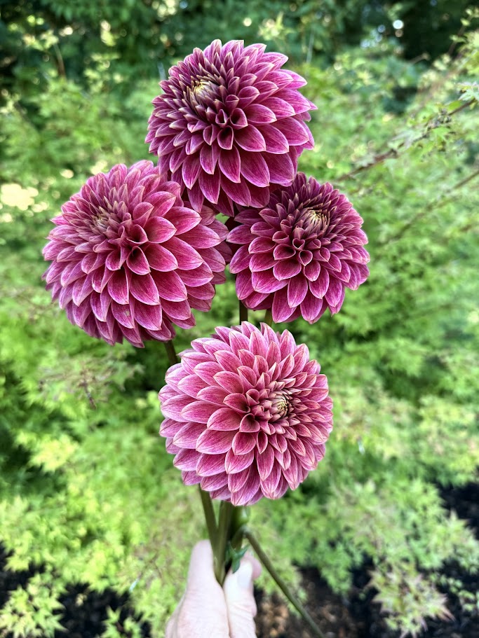 KA's® Rosie Jo - LIMIT ONE