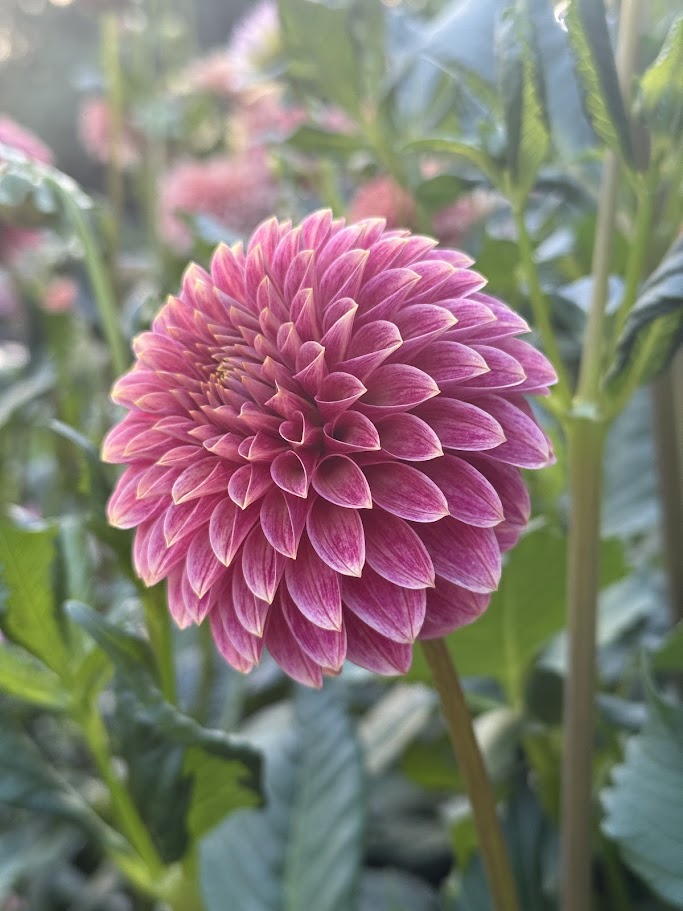 KA's® Rosie Jo - LIMIT ONE