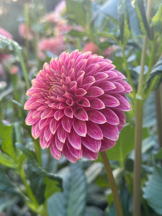 KA's® Rosie Jo - LIMIT ONE