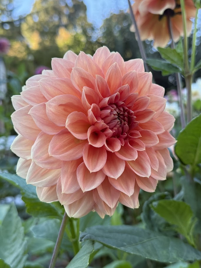 KA's® Sunny Cove - LIMIT ONE