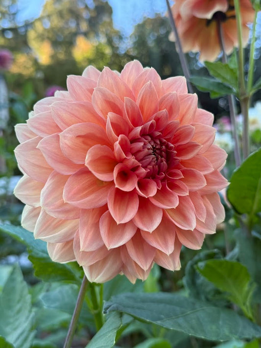 KA's® Sunny Cove - LIMIT ONE