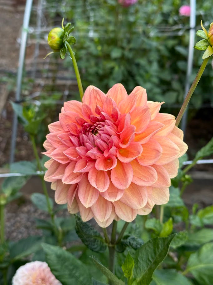 KA's® Sunny Cove - LIMIT ONE