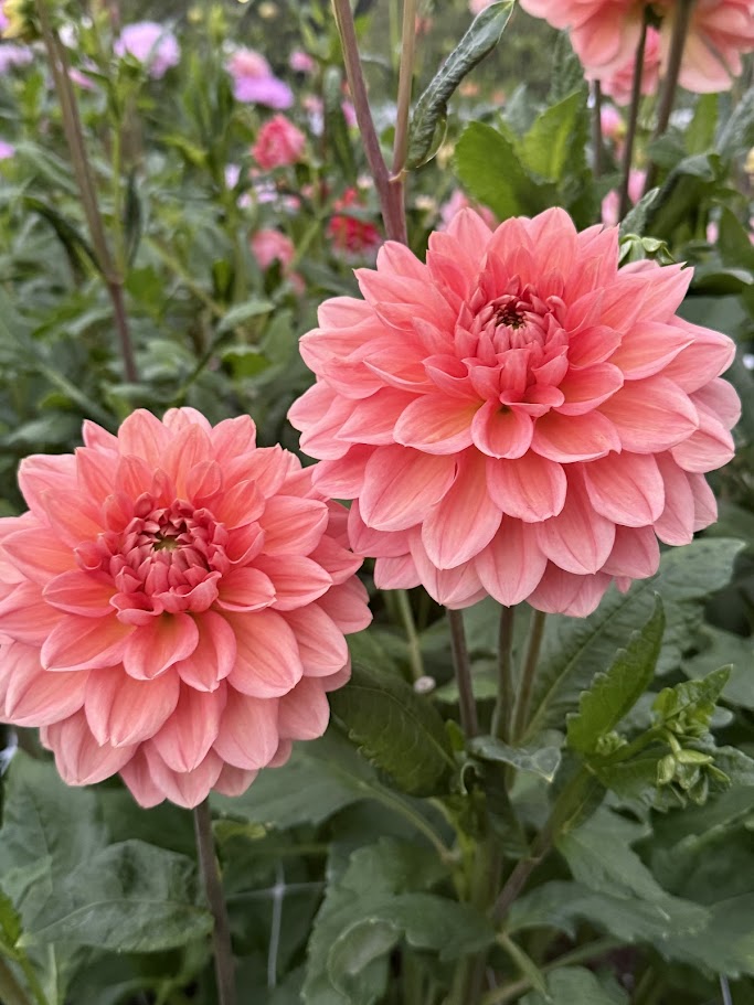 KA's® Sunny Cove - LIMIT ONE