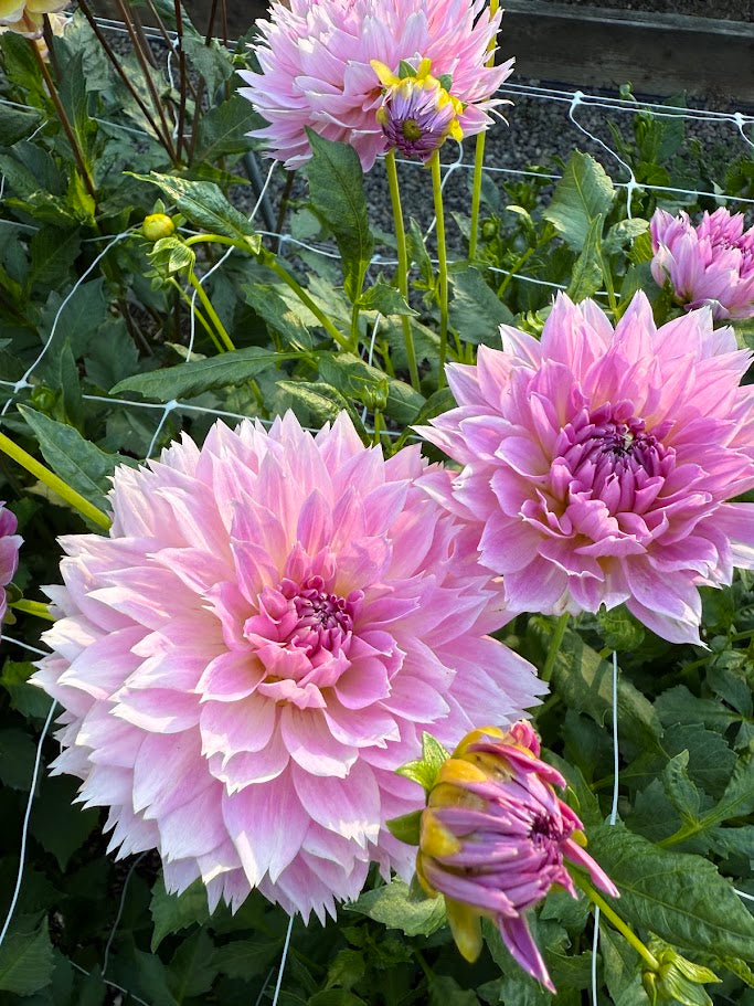 Lee's Dragonfruit Fizz