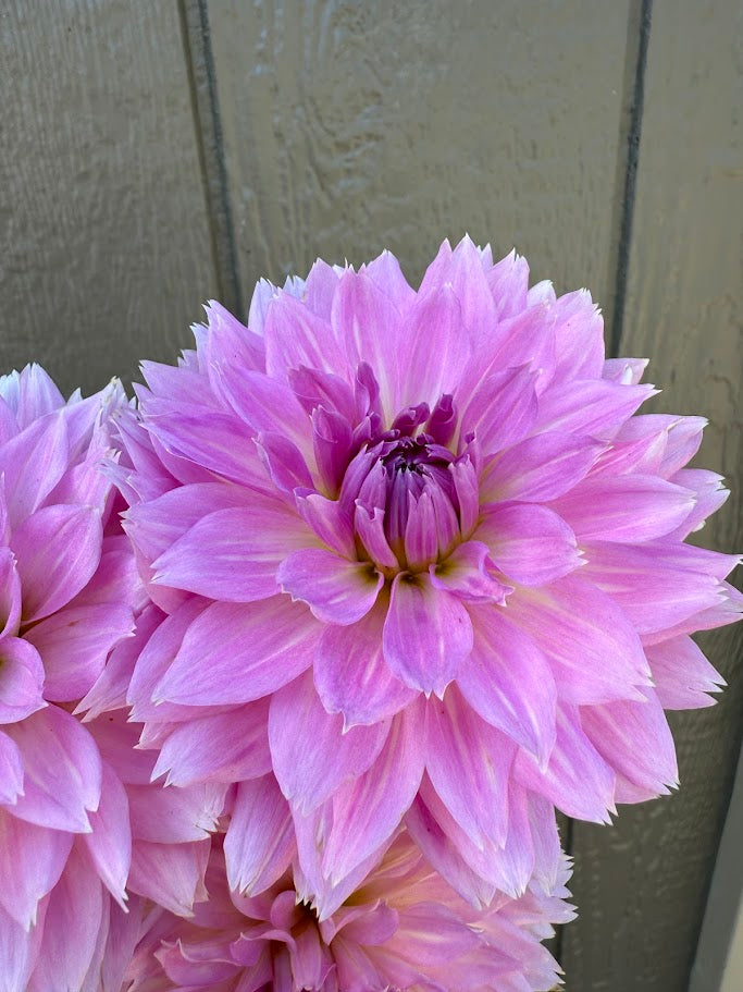 Lee's Dragonfruit Fizz