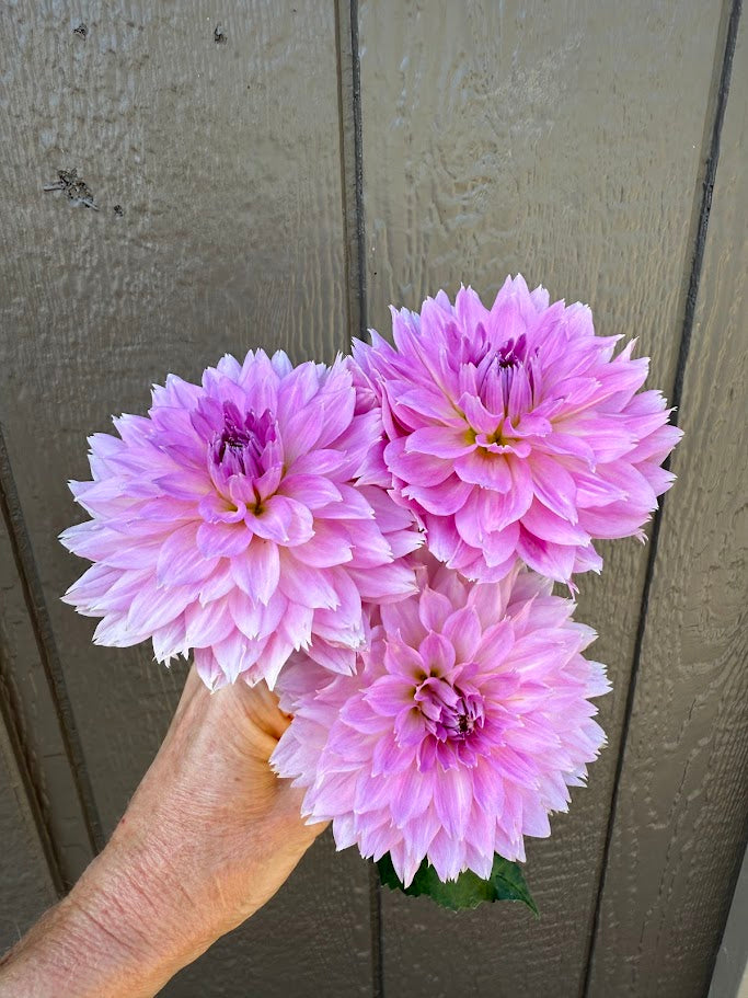 Lee's Dragonfruit Fizz