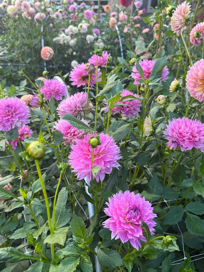 Lee's Dragonfruit Fizz