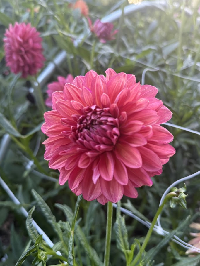 Two Cedars Farm Perch Hill Dahlia Tuber