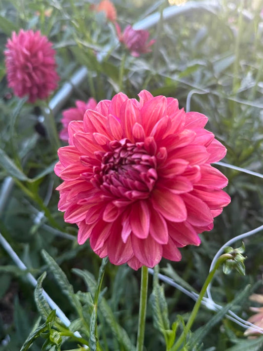 Perch Hill - LIMIT ONE