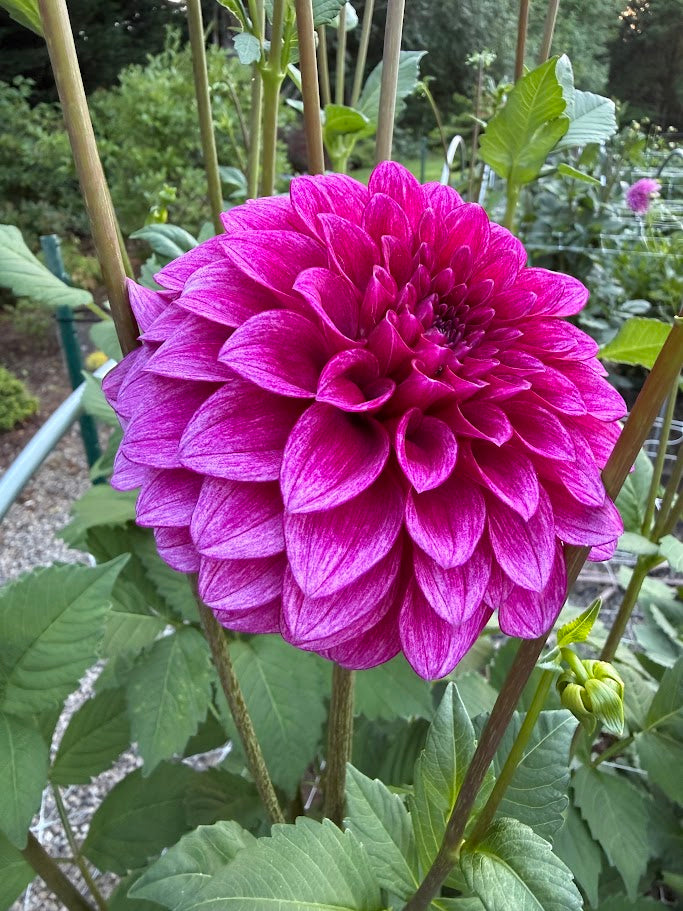 RM Berry Bliss