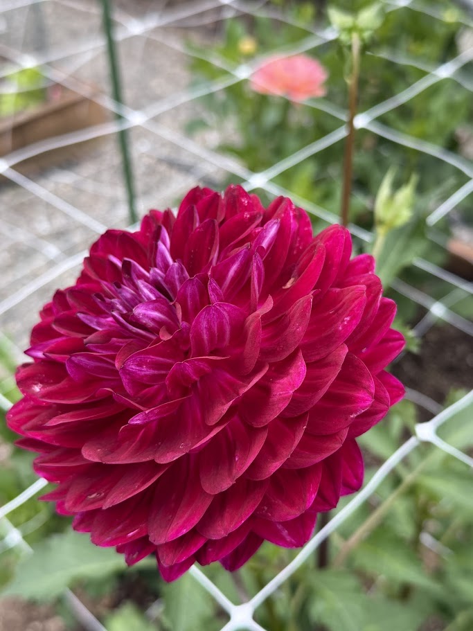 Sandia Bertha
