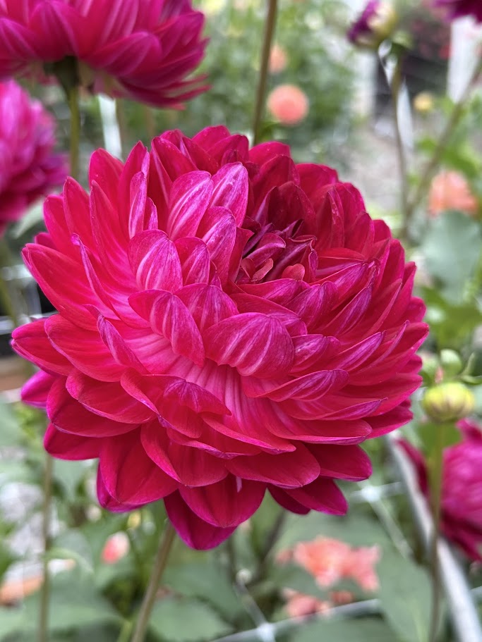 Sandia Bertha