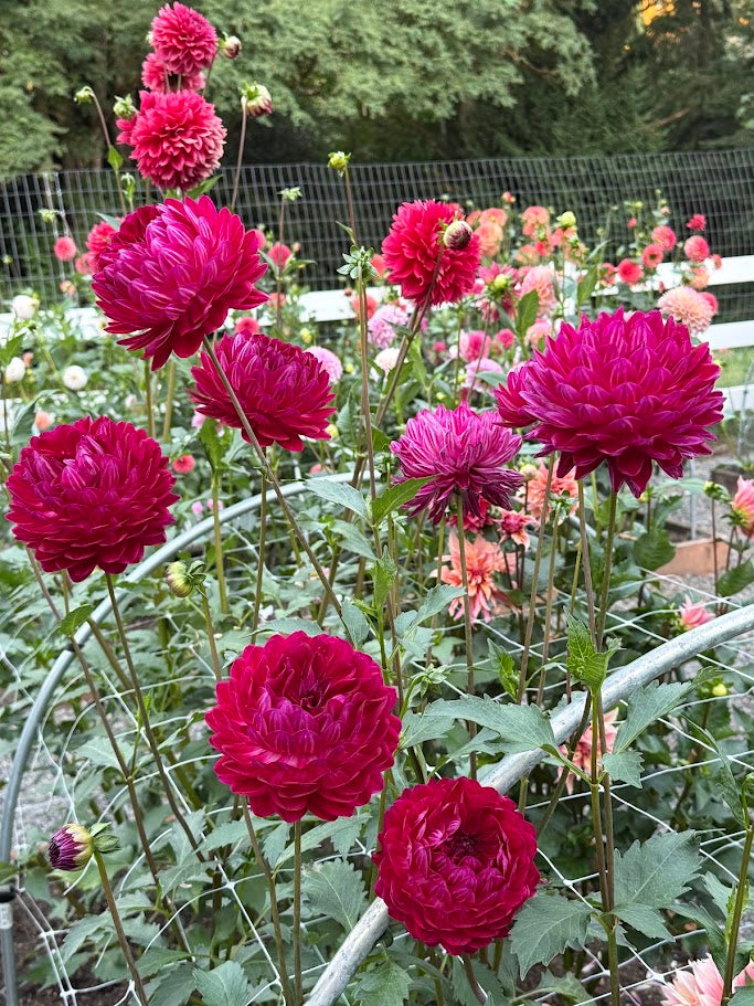 Sandia Bertha