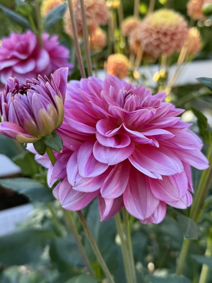 Southern Belle – Two Cedars Farm