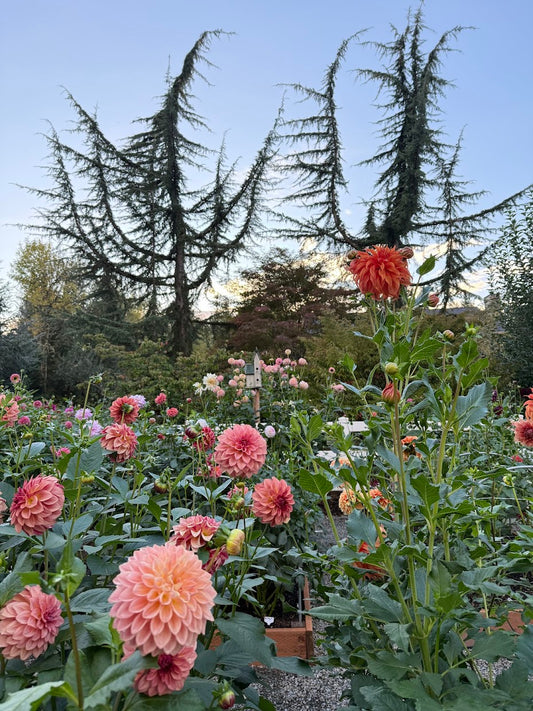 Tuber Runts and Misfits