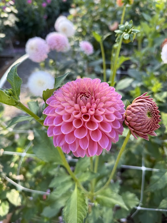 Westerton Pearl