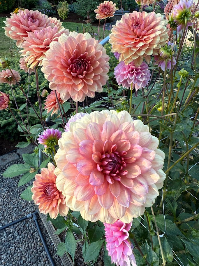 Chateau de la Bourdaisiere - LIMIT ONE