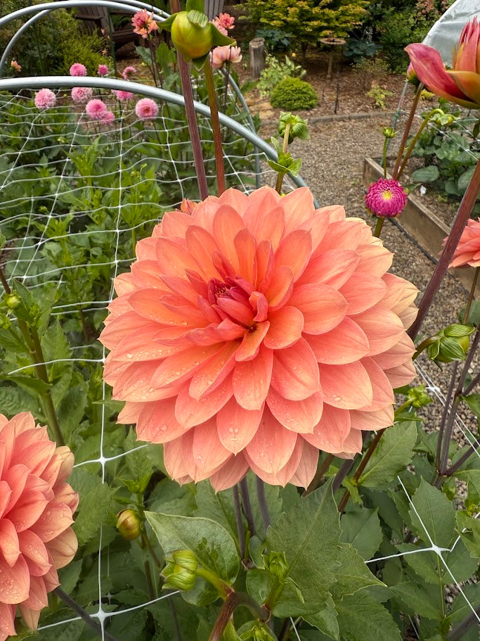 Chateau de la Bourdaisiere - LIMIT ONE