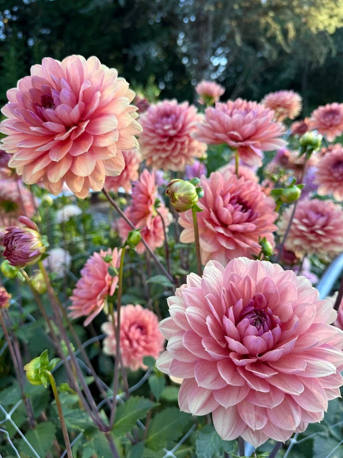 Chateau de la Bourdaisiere - LIMIT ONE