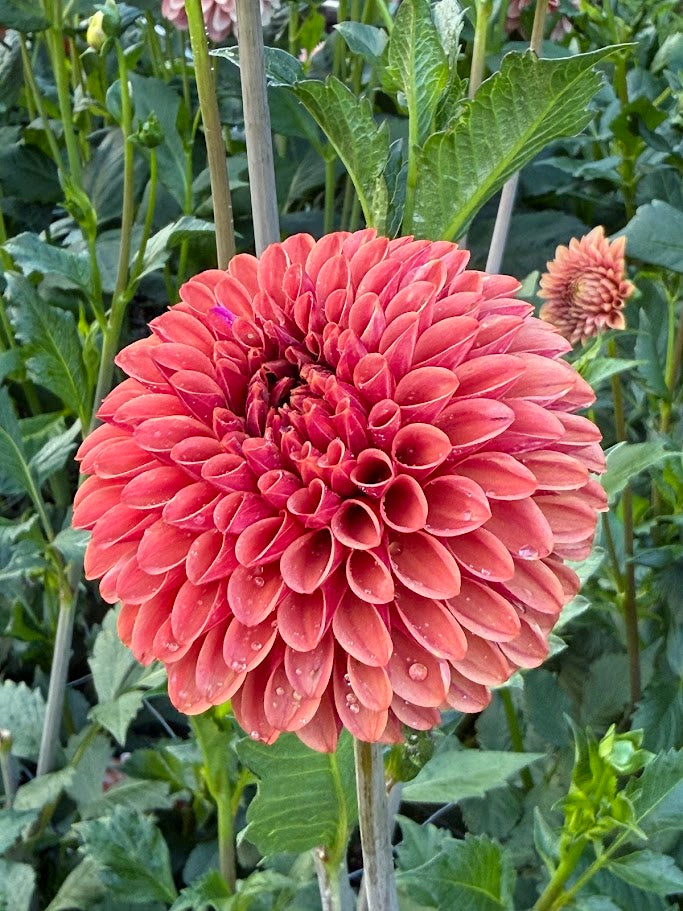 KA's® Keltie Cherry - LIMIT ONE