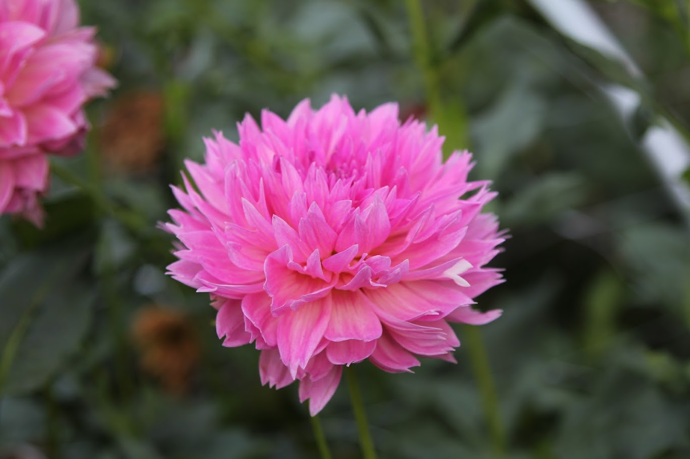 Lee's Dragonfruit Fizz