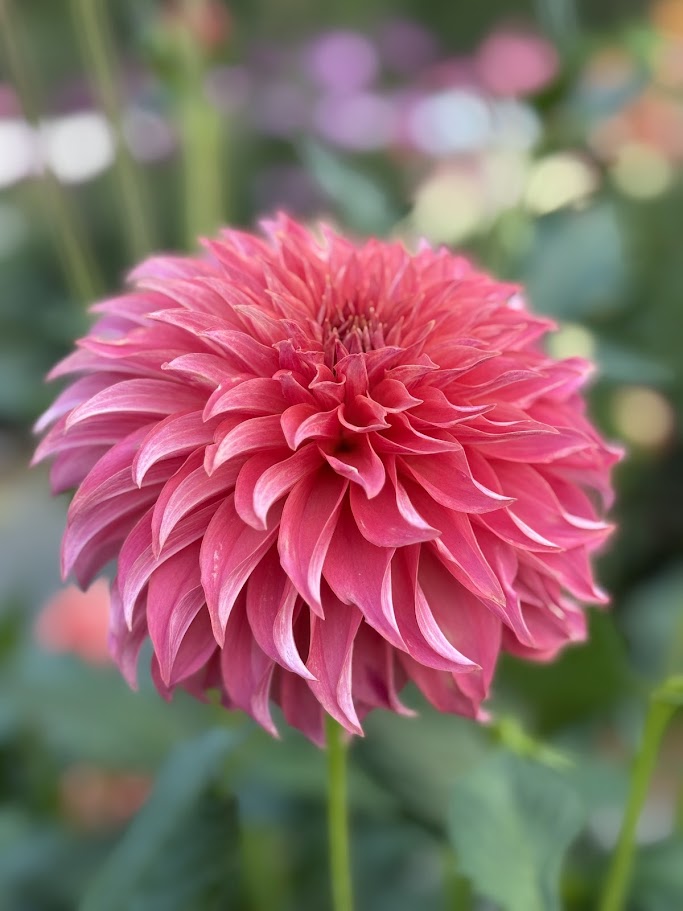 Lee’s Lincoln Star