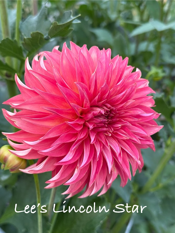 Lee’s Lincoln Star