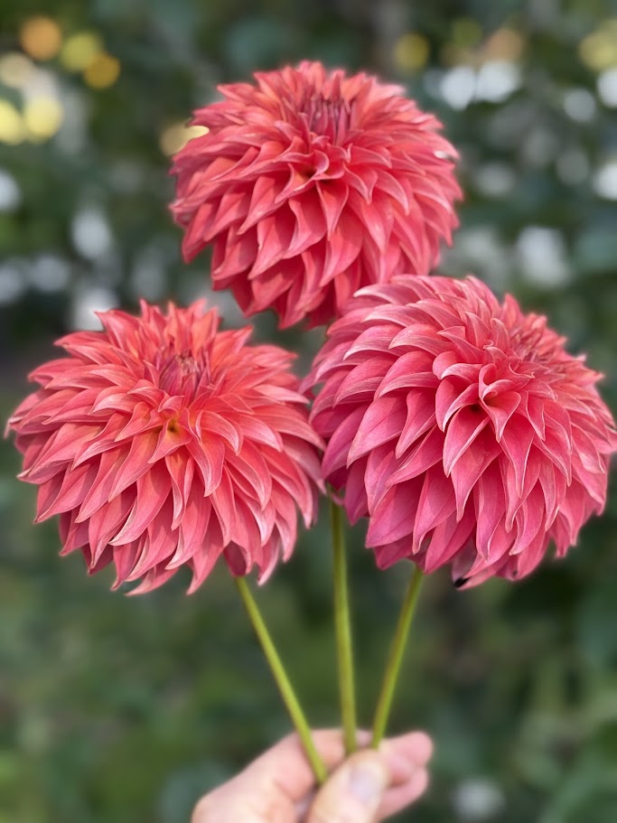 Lee’s Lincoln Star