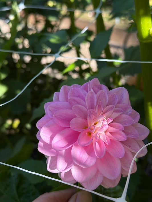 20th Ave Pure Prince