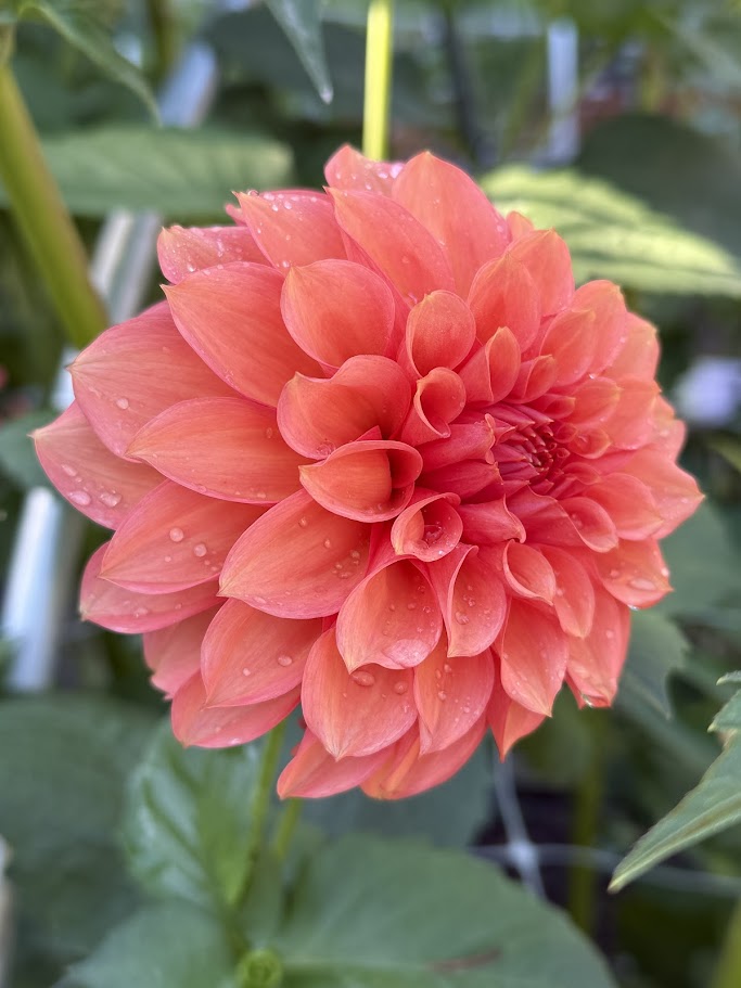 RM Pink Sugar – Two Cedars Farm